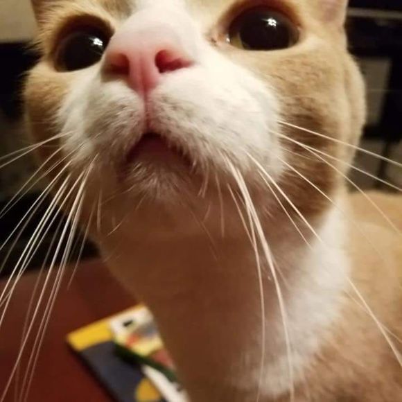 Meet your Posher, Megan - Picture 1 of 1